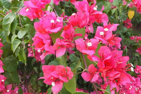 巴西三角梅的養(yǎng)殖方法和注意事項(xiàng)