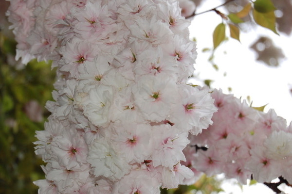 櫻花什么季節(jié)開(kāi)