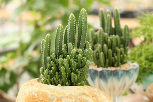 仙人掌適合放哪里，放在陽臺更利于生長