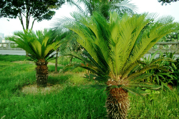 鐵樹怎么養(yǎng)