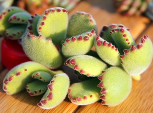 熊童子的花語和傳說，玲瓏優(yōu)雅和綠色山珍美好寓意