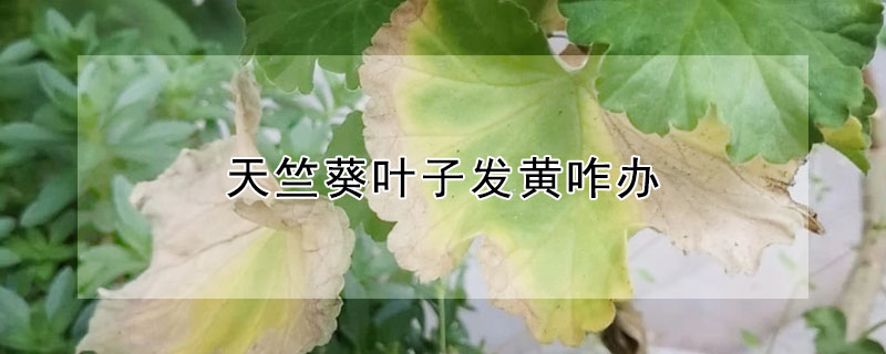 天竺葵葉子發(fā)黃咋辦