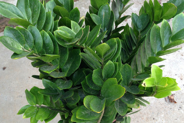 金錢樹夏天能用營養(yǎng)液嗎