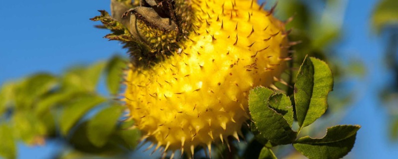 金櫻子盆栽可以結(jié)果嗎