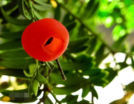 紅豆杉雌雄株怎樣分辨，教你最直觀簡(jiǎn)單三種分辨方法