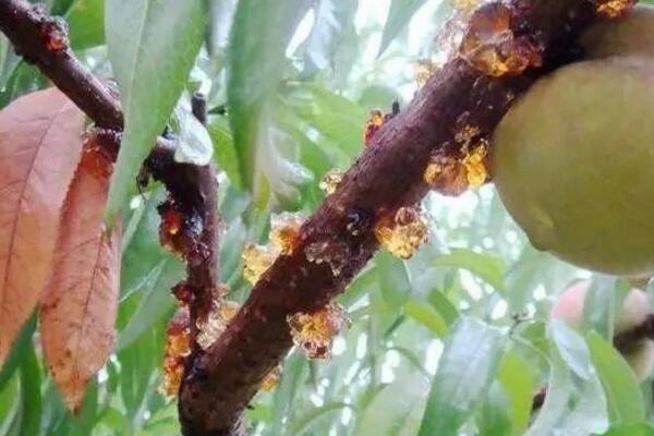 桃花的病害防治，4種常見病害講解