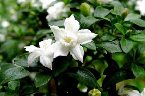 六月雪葉子干枯掉落，五種原因以及解決方法