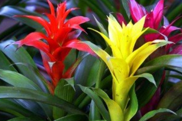 鴻運(yùn)當(dāng)頭的花期有多長