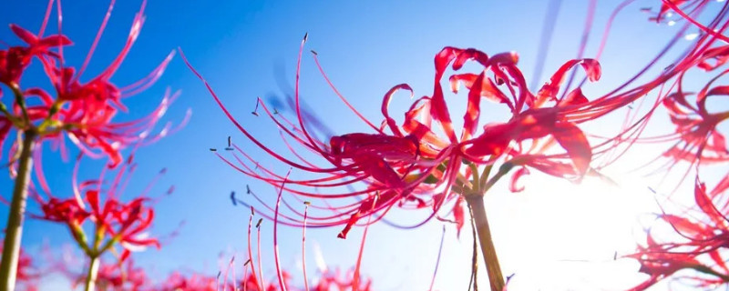 彼岸花什么時(shí)候施肥