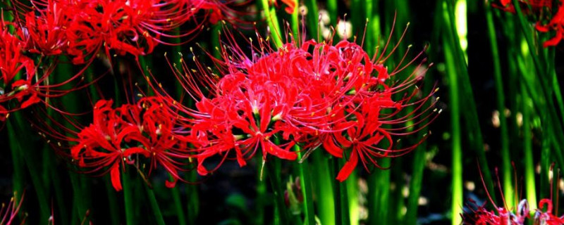 彼岸花冬季養(yǎng)護(hù)