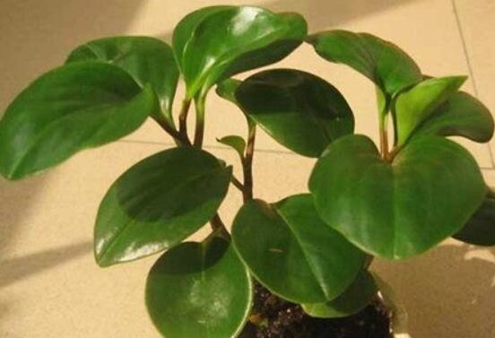 碧玉怎么養(yǎng)才能瘋長，做好這六點可生長得盆盆爆滿