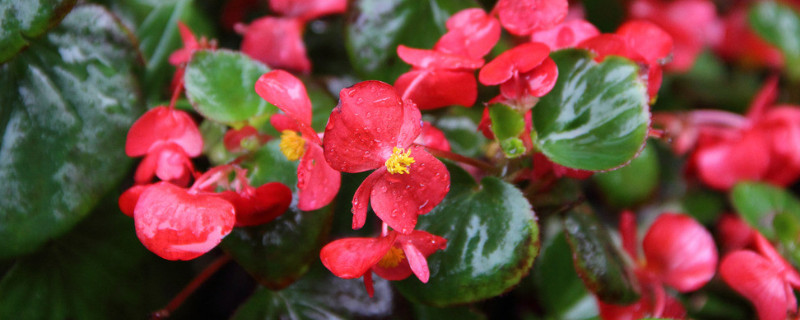 麗格海棠冬天的養(yǎng)殖方法和注意事項