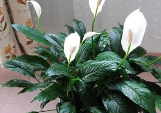 一帆風(fēng)順能澆淘米水嗎，做好這三點使盆土更加肥沃(能澆)