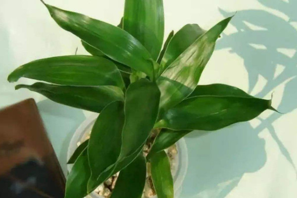 富貴竹可以土養(yǎng)嗎，土培栽植時間選在4~9月