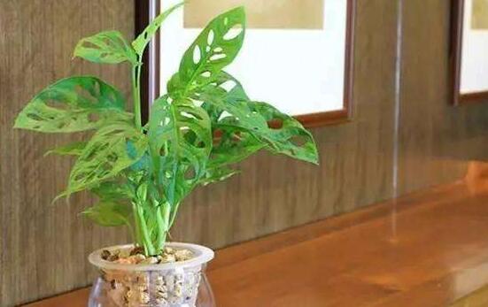 龜背竹水培方法和注意事項(xiàng)，教你超簡(jiǎn)單三點(diǎn)步驟/勤換水