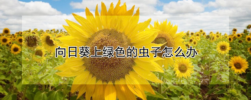 向日葵上綠色的蟲(chóng)子怎么辦