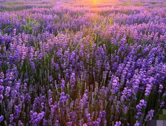 薰衣草有什么功效，舒緩修護、改善心肌、安撫神經(jīng)