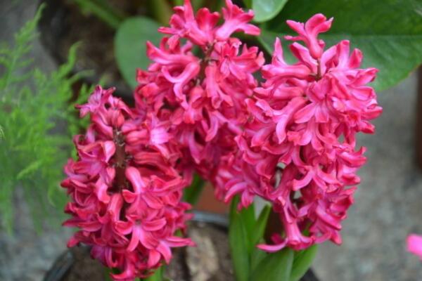 紅色風(fēng)信子花語(yǔ)