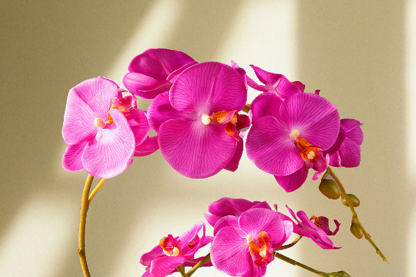 蝴蝶蘭發(fā)芽后怎么護理