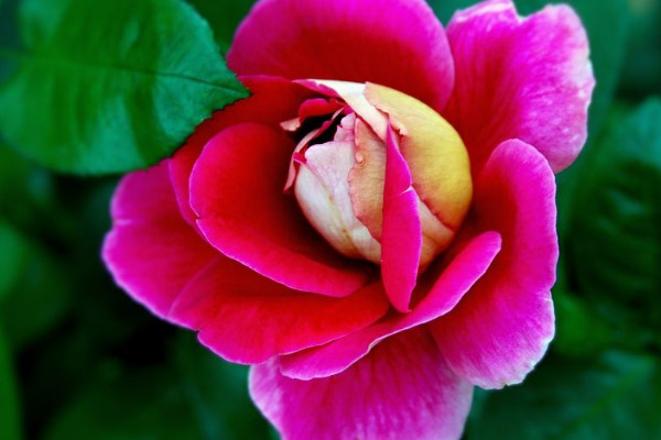 月季花盆栽的養(yǎng)殖方法和注意事項(xiàng)