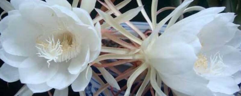 曇花葉子發(fā)黃是怎么回事