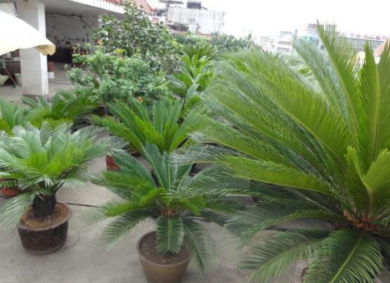 鐵樹能放臥室嗎，盡量不要放（與你爭奪氧氣、呼吸受阻）