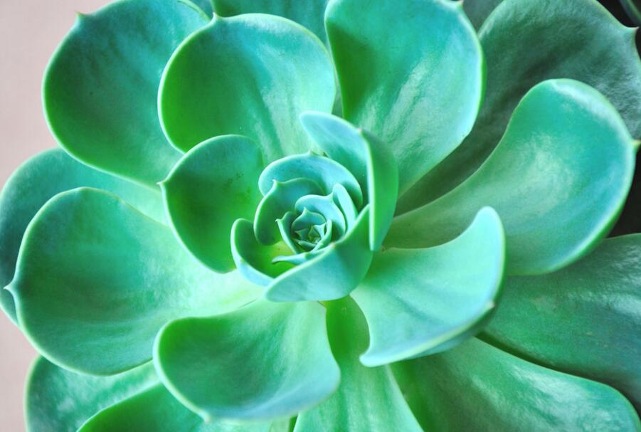 寶石花有哪些功效，美容養(yǎng)顏治便秘