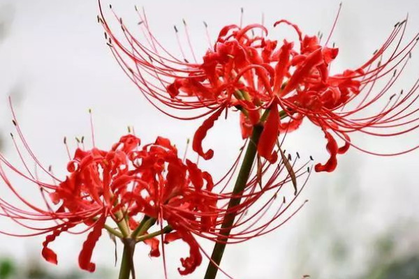 彼岸花葉子枯了是不是就要開(kāi)花了