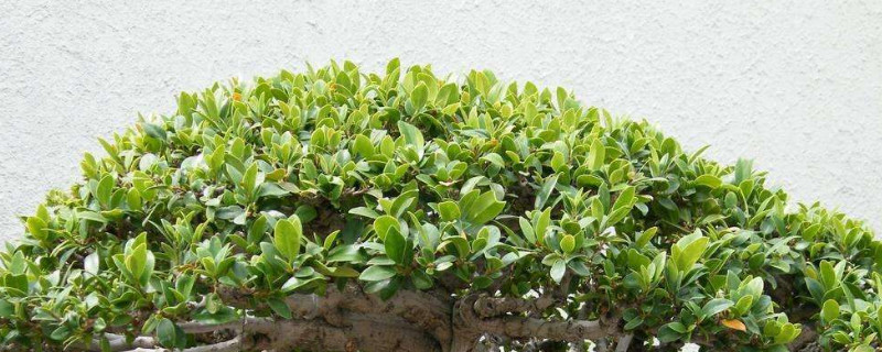 盆景榕樹(shù)如何栽培