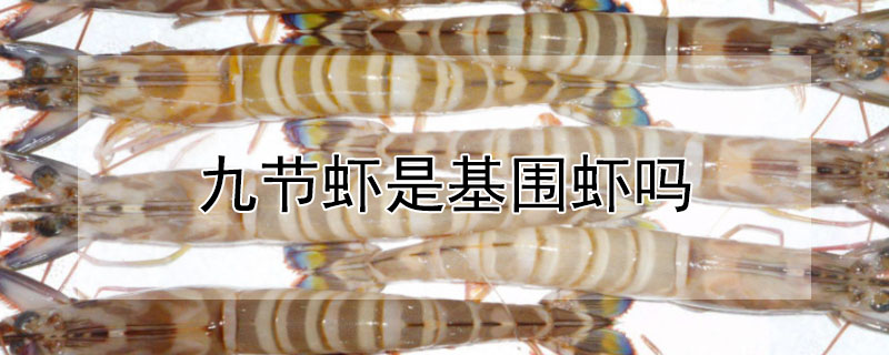 九節(jié)蝦是基圍蝦嗎