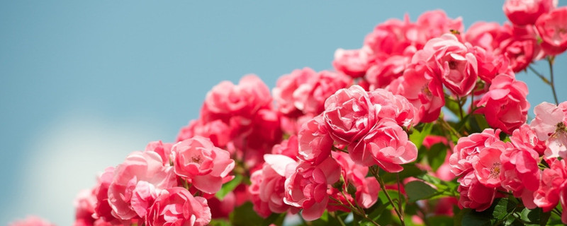 盆栽小玫瑰花怎么養(yǎng)