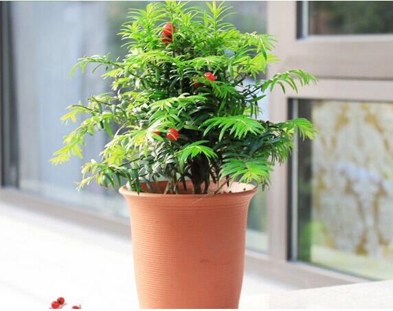 紅豆杉病蟲害的防治方法，莖腐病和白絹病是罪魁禍?zhǔn)? src="/nongye/d/file/20201223/sm2x4xwfl3w.jpg" style="width: 600px; height: 454px;" / data-Kfqo="cUG9uP"></p>
<p data-GnF6="RosoFR">
	紅豆杉在生長過程中可能會發(fā)生立枯病、莖腐病、白絹病、疫霉病。其中最嚴(yán)重的是莖腐病和白絹病。紅豆杉在扦插兩個月內(nèi)極易發(fā)生莖腐病，特別是在七到八月天氣比較炎熱的時候，紅豆杉的耐熱能力較弱，更加容易導(dǎo)致莖腐病的感染。白絹病的發(fā)生一般也是在夏季七八月份天氣炎熱的時候，天氣變涼之后病情會有所好轉(zhuǎn)。</p>
<h2 data-94qT="WjLmgy">
	紅豆杉病害的防治方法</h2>
<p style="text-align: center;" data-G9q2="sheAkw">
	<img alt=