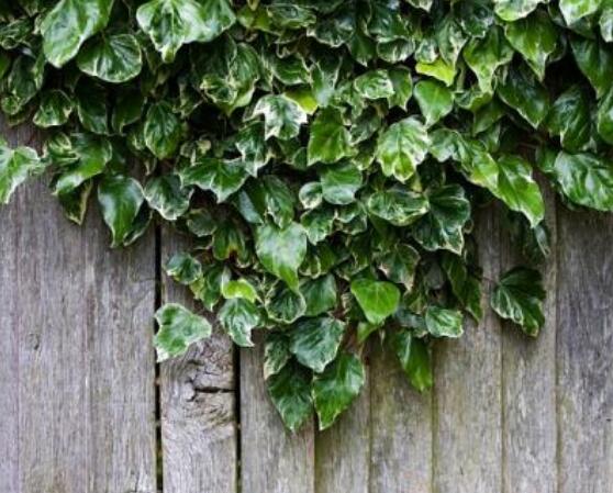 家庭養(yǎng)常春藤常見問題大全，做好六點基本要點即可(生長翠綠)