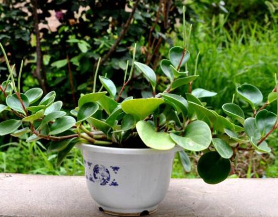 小碧玉怎么養(yǎng)，教你七種簡單易學(xué)基本方法