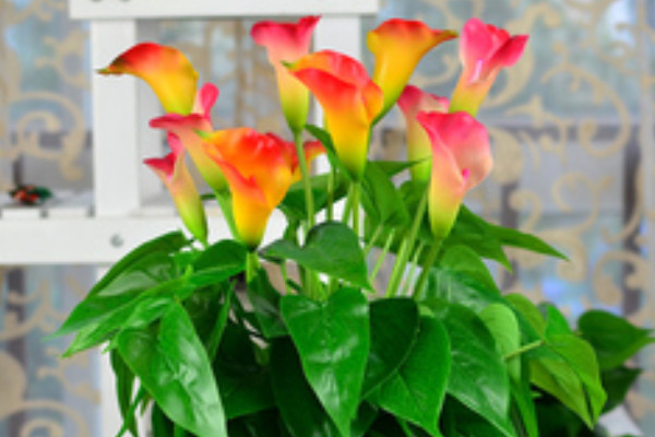 荷蘭馬蹄蓮的養(yǎng)殖方法