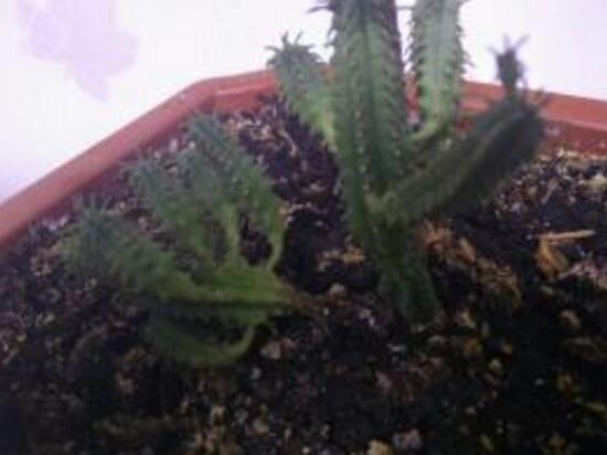 仙人掌爛根原因，仙人掌爛根怎么辦/重新栽培