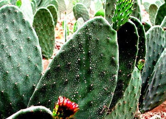 仙人掌的用途與價(jià)值，清熱解毒、消炎解暑、開胃健脾、清咽潤(rùn)肺