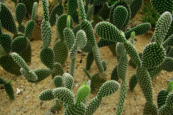 仙人掌爛半截怎么辦，切除發(fā)爛組織、換土消毒重新栽培