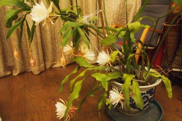 曇花對室內(nèi)家居的影響，觀賞以及凈化最突出