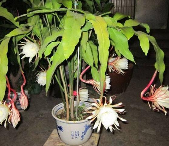 曇花換盆注意事項(xiàng)，只需要注意五個(gè)要點(diǎn)即可