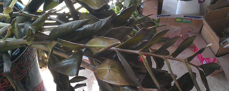 金錢樹好養(yǎng)嗎