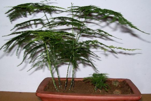 云松開(kāi)花是什么預(yù)兆