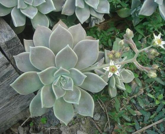 寶石花應(yīng)該怎么養(yǎng)，只要全面掌握五個(gè)要點(diǎn)生長無憂