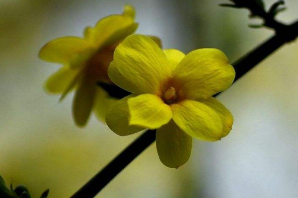 迎春花葉子發(fā)軟怎么辦