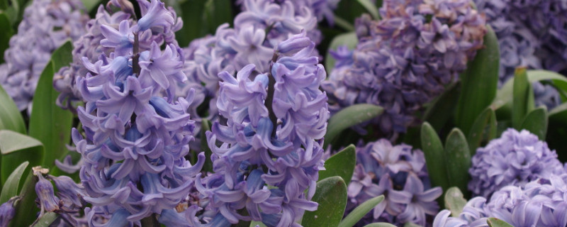 如何種植風(fēng)信子