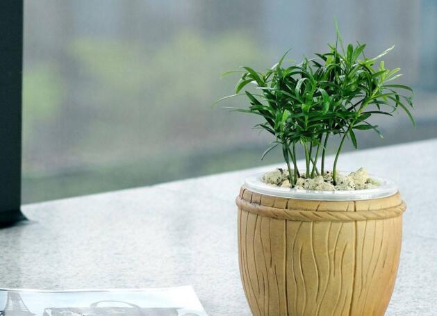 迷你羅漢松的養(yǎng)殖方法，簡單好養(yǎng)的四種方法