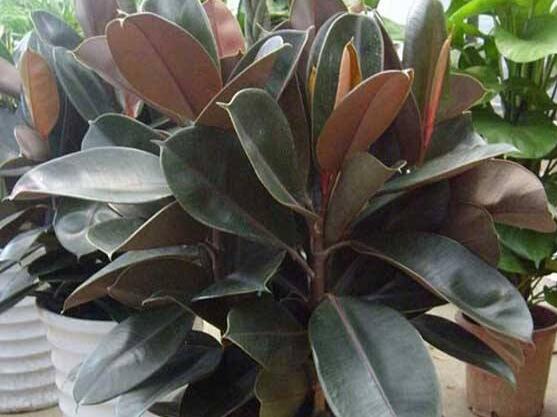 橡皮樹喜歡什么肥料，氮肥為主、磷鉀肥為輔