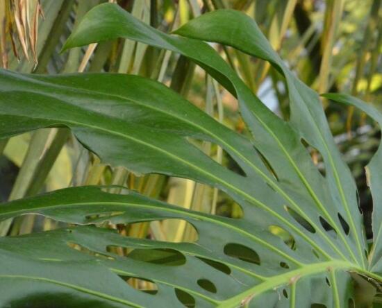 龜背竹黑斑病怎么辦，及時(shí)摘除病葉、噴灑藥物/保持通風(fēng)透氣