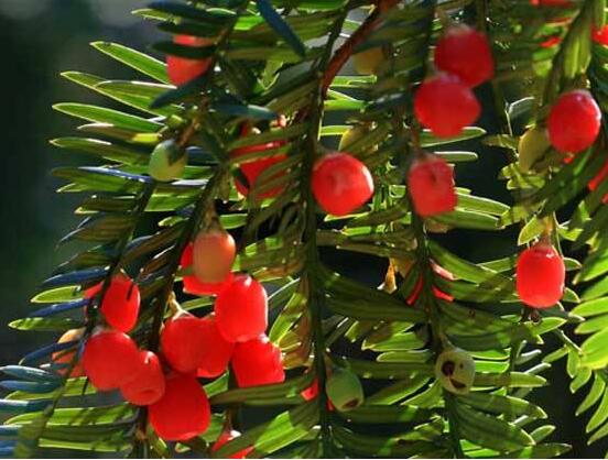 紅豆杉干枯后急救方法，教你四種方法輕松解決