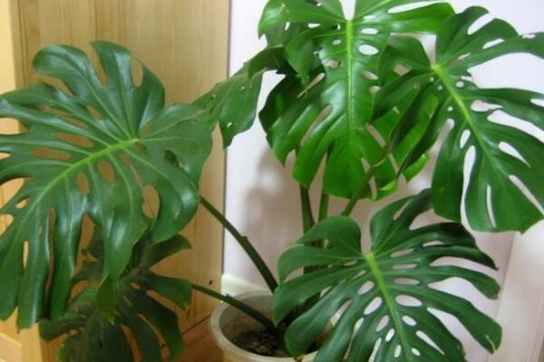 小龜背竹的養(yǎng)殖方法，做好以下五個要點即可